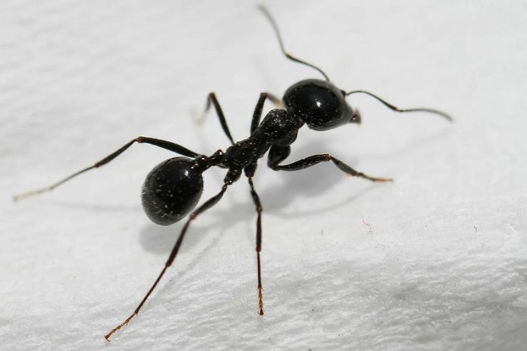 蚂蚁的危害及防制