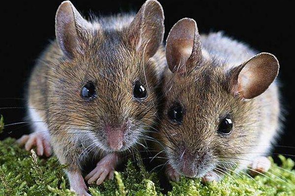 鼠类的危害及防制