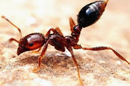 红火蚁的危害及防制